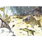 Vödör BB Carp Bait címkével 3 kg-os 
